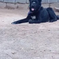 حیوون سرابی