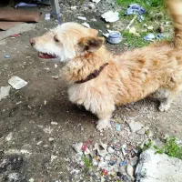 پا کوتاه فقط دو تومن