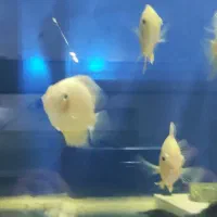 سورم زرد|ماهی|شاهین‌شهر, گرگاب|دیوار