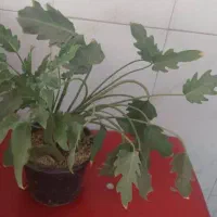 گل برگ انجیری و پتوس|گل و گیاه طبیعی|تهران, افسریه جنوبی|دیوار