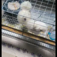 یک عدد خروس و یک عدد مرغ ابریشمی تخمگذار