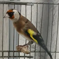 ماده سهره تاتی بده دهن لر/سهره قناری دهن لر/سره لر