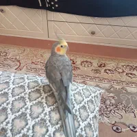 عروس هلندی نر