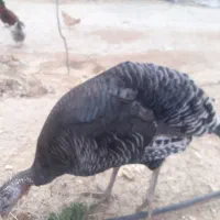 فروش بوقلمون