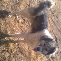 سگ گله ای|سگ|سنندج, |دیوار