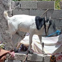 بز جوان