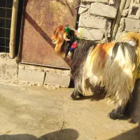 یک راس دوبر اصلی برا بز|حیوانات مزرعه|مسجد سلیمان, |دیوار