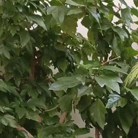 گل و گیاه طبیعی