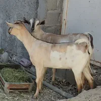 دو راس کره ماده سومال|حیوانات مزرعه|مهران (هرمزگان), |دیوار