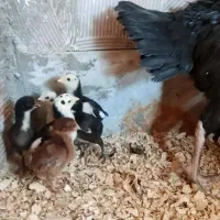 مرغ و جوجه لاری