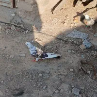 کبوتر فراری|پرنده|تهران, بهارستان|دیوار