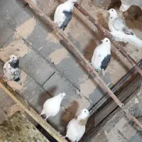 کبوتر پرشی|پرنده|جلیل آباد, |دیوار