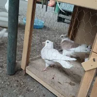 کبوتر|پرنده|خاوران, |دیوار