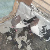 سینه سرخ|پرنده|فولادشهر, B8|دیوار