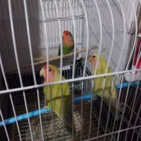 ۳ عدد طوطی برزیلی ۱ جفت و جوجه شون