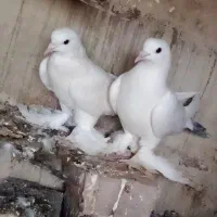 کبوتر‌اویناغ