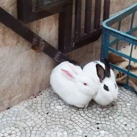 دو عدد خرگوش بازیگوش و خانگی