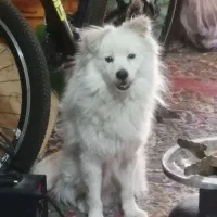 جفت سگنروماده خوشگل ودوست داشتنی|سگ|بهبهان, |دیوار