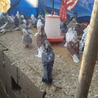 انواع مرغ و خروس و کبوتر