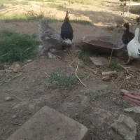 مرغ و خروس سلطان