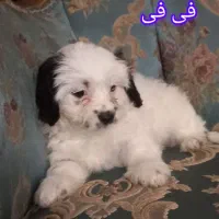 واگذاری توله سگ|سگ|بندرعباس, |دیوار