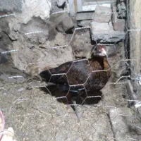 جوجه فریح|حیوانات مزرعه|مشگین شهر, |دیوار