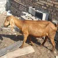 فروش۳عددبز،خرمشهر|حیوانات مزرعه|خرمشهر, |دیوار