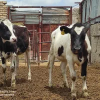 فروش4راس گوساله .ماده جنس خوب