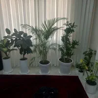 ۸ عدد گل وگلدن آپارتمانی سرحال نو تازه کاشته شده