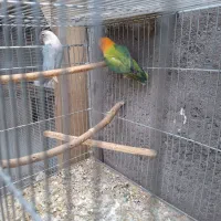 جفت مولد طوطی کوتوله|پرنده|بم, |دیوار