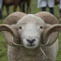 گوسفند زنده در شهر رشت