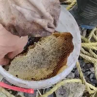 عسل کوهی