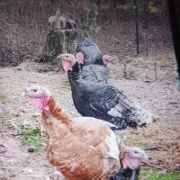 اردک و بوقلمون و بچه بقلمون|حیوانات مزرعه|تالش, طولارود|دیوار