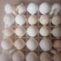 تخم بوقلمون برنز انگلیسی