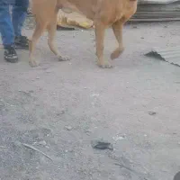 پژدرواگذاری|سگ|نسیمشهر, |دیوار