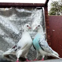 کفتر کبوتر پشتدار