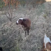 قوچ یا همون ورن|حیوانات مزرعه|بیستون, |دیوار