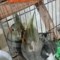 جوجه عروس هلندی رام و چلوندنی|پرنده|تالش, جوکندان|دیوار