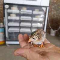 دستگاه جوجه کشی صنعتی اسکندری