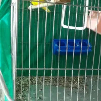 کوتوله فروشی|پرنده|بم, |دیوار