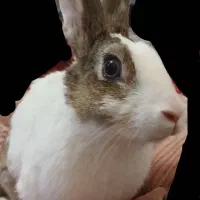 خرگوش گمشده