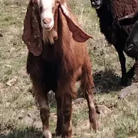 بزغاله‌ی‌ نر ترکیه‌ی‌‌ نژاد دار