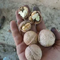 گردو خشک امسالی بصورت سنتی پوستگیری شده|خوردنی و آشامیدنی|دماوند, گیلاوند|دیوار