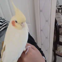 عروس هلندی جفت