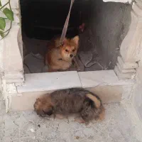 دوعدد توله پامر خرسی مادر پامر روباهی