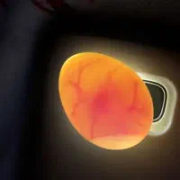 فروش تخم و جوجه سرلاکی طوطی راهب