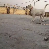 سگ الابای ماده ۱۶ماهه هفت پنجه سالم معاوضه با...