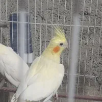 عروس هلندی ماده