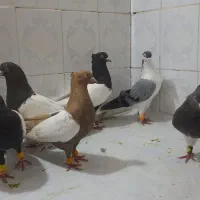 رنگی|پرنده|اهواز, اهواز|دیوار