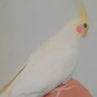 عروس هلندی دستی|پرنده|شیراز, شهرک مدرس|دیوار